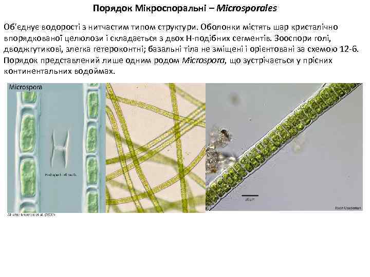 Порядок Мікроспоральні – Microsporales Об'єднує водорості з нитчастим типом структури. Оболонки містять шар кристалічно