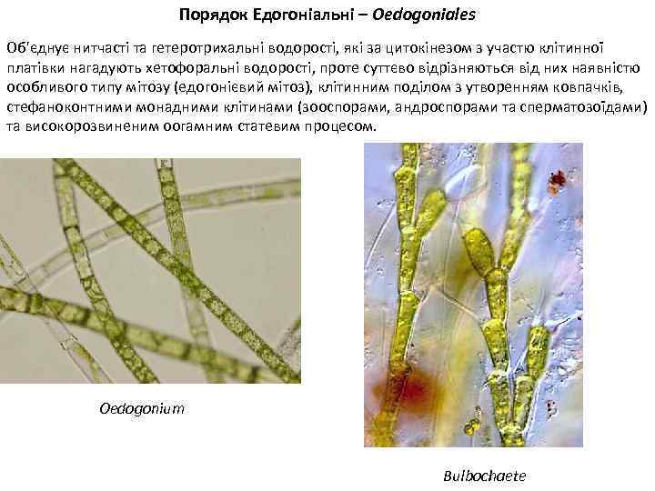 Порядок Едогоніальні – Oedogoniales Об'єднує нитчасті та гетеротрихальні водорості, які за цитокінезом з участю