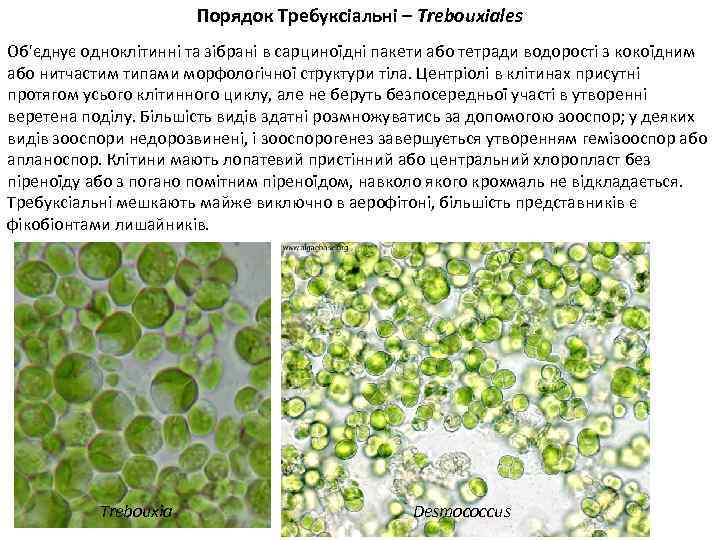 Порядок Требуксіальні – Trebouxiales Об'єднує одноклітинні та зібрані в сарциноїдні пакети або тетради водорості