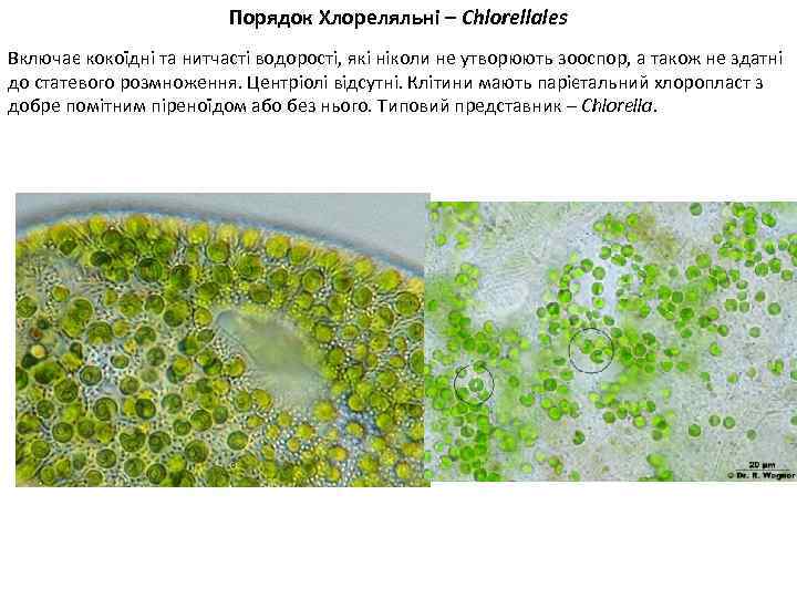 Порядок Хлореляльні – Chlorellales Включає кокоїдні та нитчасті водорості, які ніколи не утворюють зооспор,