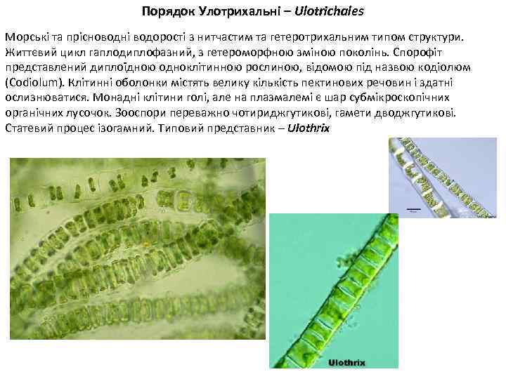Порядок Улотрихальні – Ulotrichales Морські та прісноводні водорості з нитчастим та гетеротрихальним типом структури.