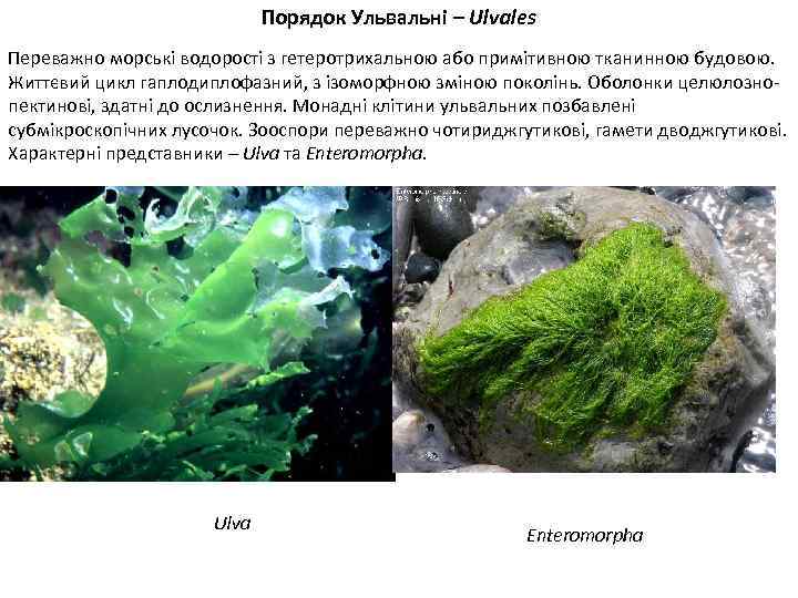 Порядок Ульвальні – Ulvales Переважно морські водорості з гетеротрихальною або примітивною тканинною будовою. Життєвий