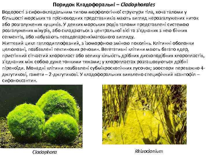 Порядок Кладофоральні – Cladophorales Водорості з сифонокладальним типом морфологічної структури тіла, хоча таломи у
