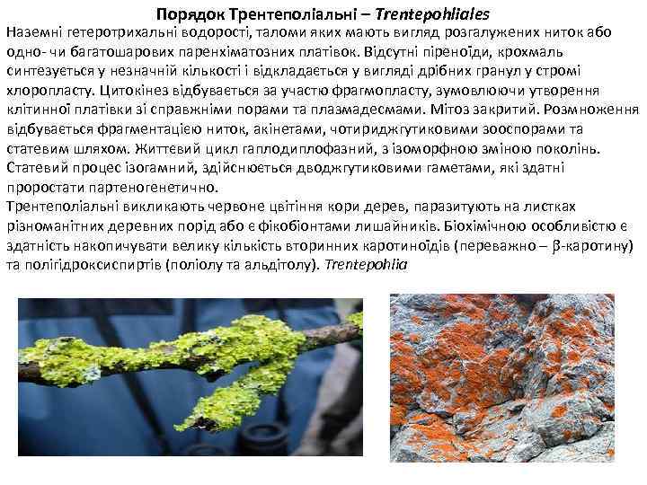 Порядок Трентеполіальні – Trentepohliales Наземні гетеротрихальні водорості, таломи яких мають вигляд розгалужених ниток або