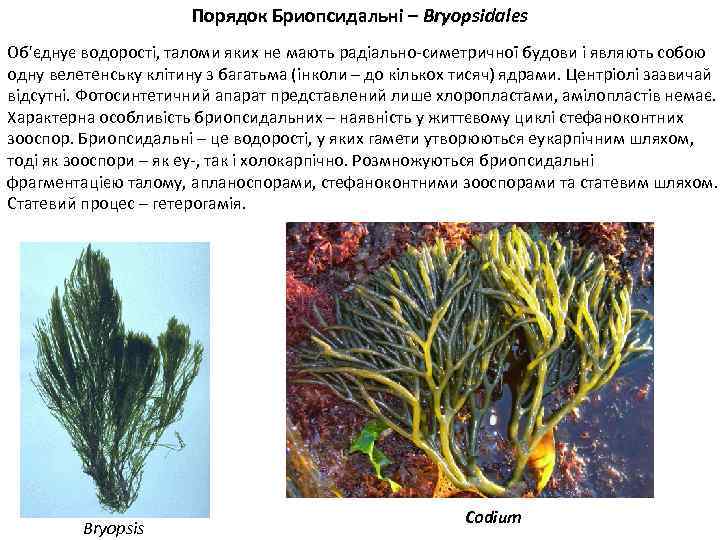 Порядок Бриопсидальні – Bryopsidales Об'єднує водорості, таломи яких не мають радіально-симетричної будови і являють