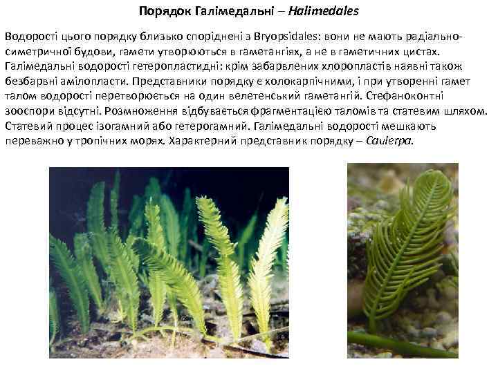 Порядок Галімедальні – Halimedales Водорості цього порядку близько споріднені з Bryopsidales: вони не мають