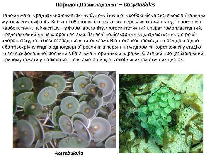 Порядок Дазикладальні – Dasycladales Таломи мають радиально-симетричну будову і являють собою вісь з системою