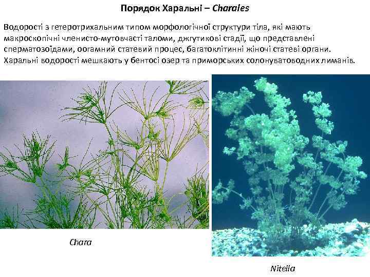 Порядок Харальні – Charales Водорості з гетеротрихальним типом морфологічної структури тіла, які мають макроскопічні