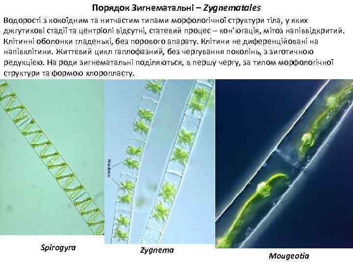 Порядок Зигнематальні – Zygnematales Водорості з кокоїдним та нитчастим типами морфологічної структури тіла, у