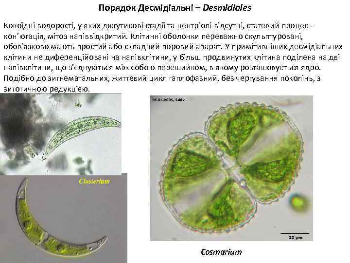 Порядок Десмідіальні – Desmidiales Кокоїдні водорості, у яких джгутикові стадії та центріолі відсутні, статевий