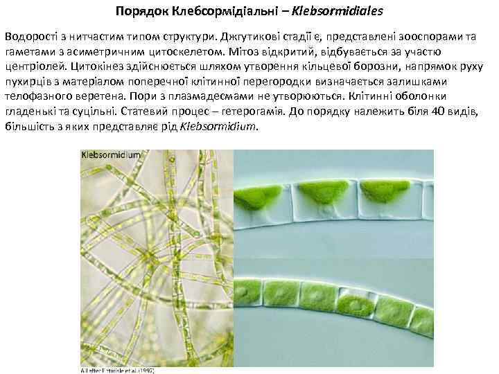 Порядок Клебсормідіальні – Klebsormidiales Водорості з нитчастим типом структури. Джгутикові стадії є, представлені зооспорами