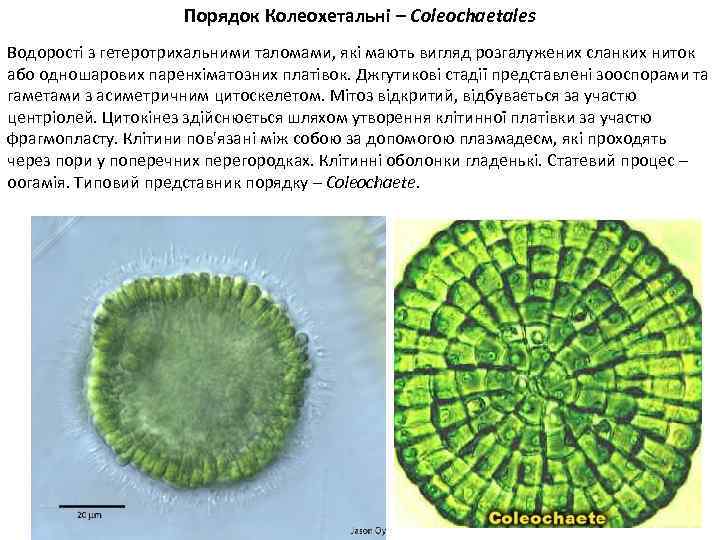 Порядок Колеохетальні – Coleochaetales Водорості з гетеротрихальними таломами, які мають вигляд розгалужених сланких ниток