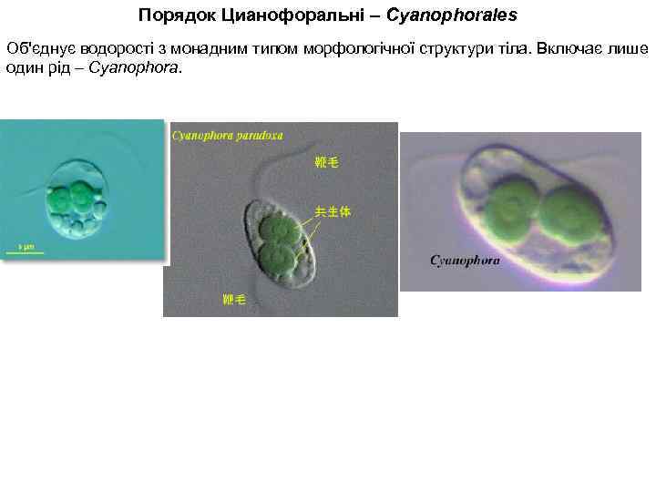 Порядок Цианофоральні – Cyanophorales Об'єднує водорості з монадним типом морфологічної структури тіла. Включає лише
