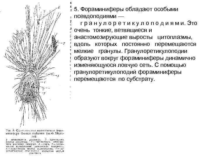 5. Фораминиферы обладают особыми псевдоподиями — г р а н у л о р