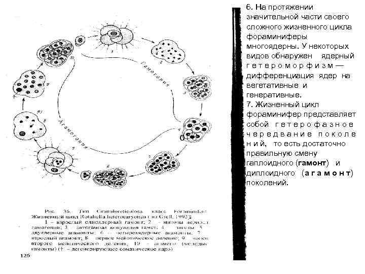 о 6. На протяжении значительной части своего сложного жизненного цикла фораминиферы многоядерны. У некоторых