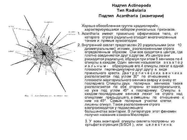 Надтип Actinopoda Тип Radiolaria Подтип Acantharia (акантарии) Хорошо обособленная группа «радиолярий» , характеризующаяся набором
