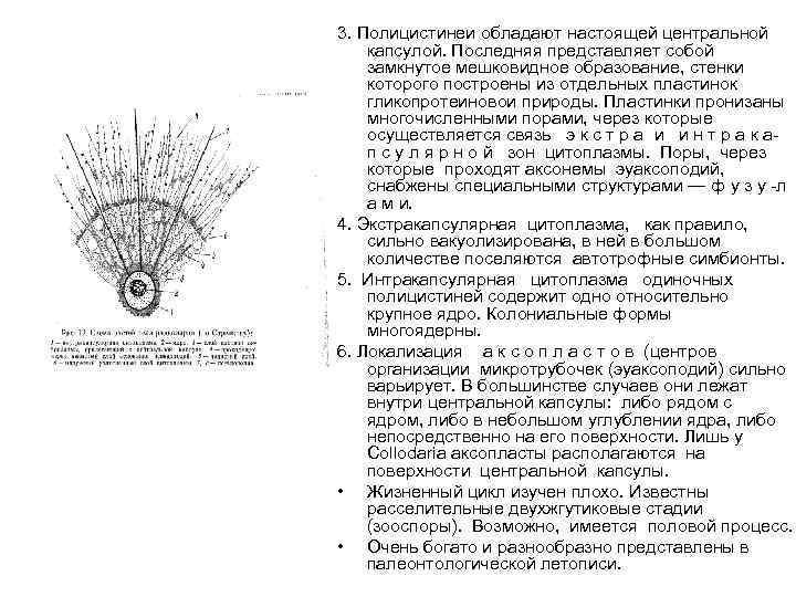 3. Полицистинеи обладают настоящей центральной капсулой. Последняя представляет собой замкнутое мешковидное образование, стенки которого