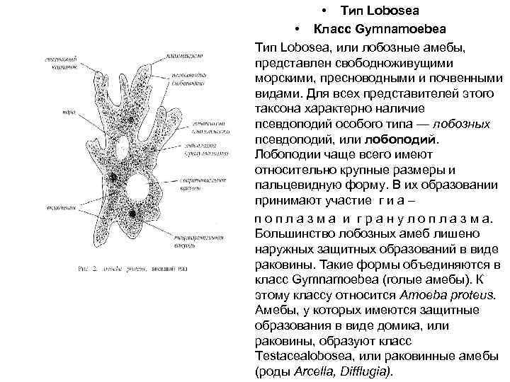  • Тип Lobosea • Класс Gymnamoebea • Тип Lobosea, или лобозные амебы, представлен