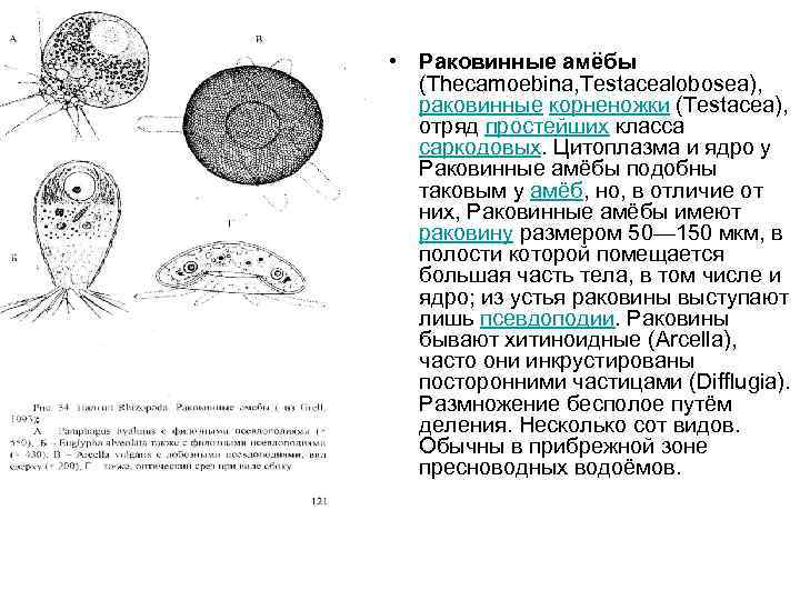 • Раковинные амёбы (Thecamoebina, Testacealobosea), раковинные корненожки (Testacea), отряд простейших класса саркодовых. Цитоплазма