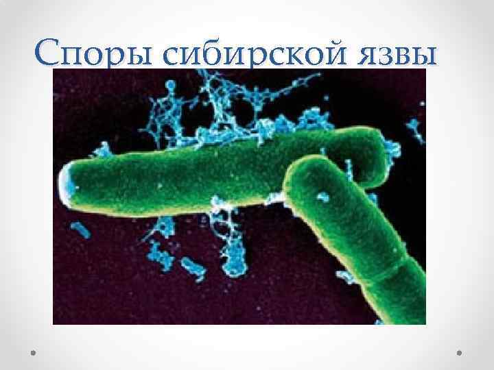 Споры сибирской язвы 