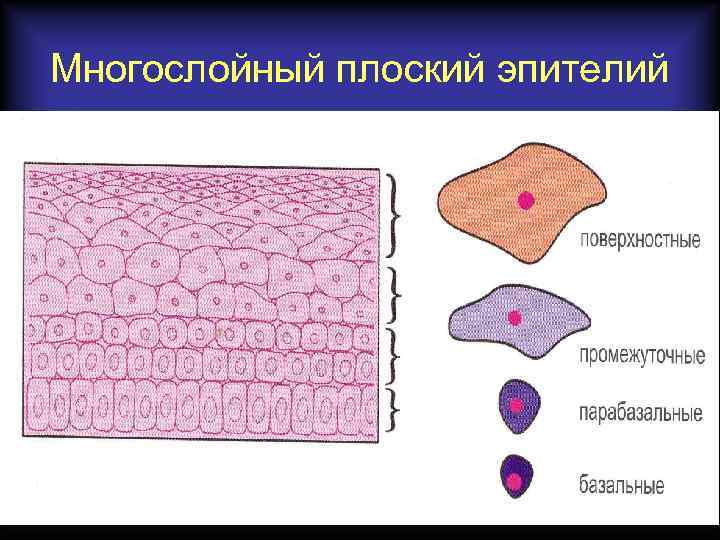 Многослойный плоский эпителий 