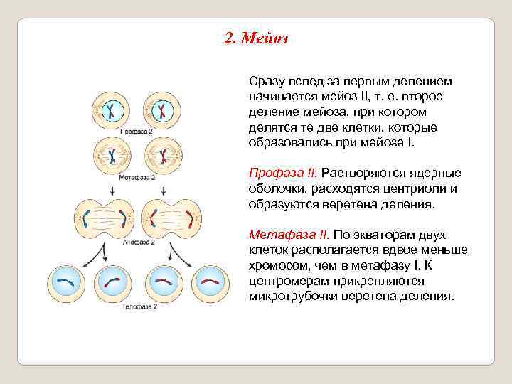 2. Мейоз Сразу вслед за первым делением начинается мейоз II, т. е. второе деление