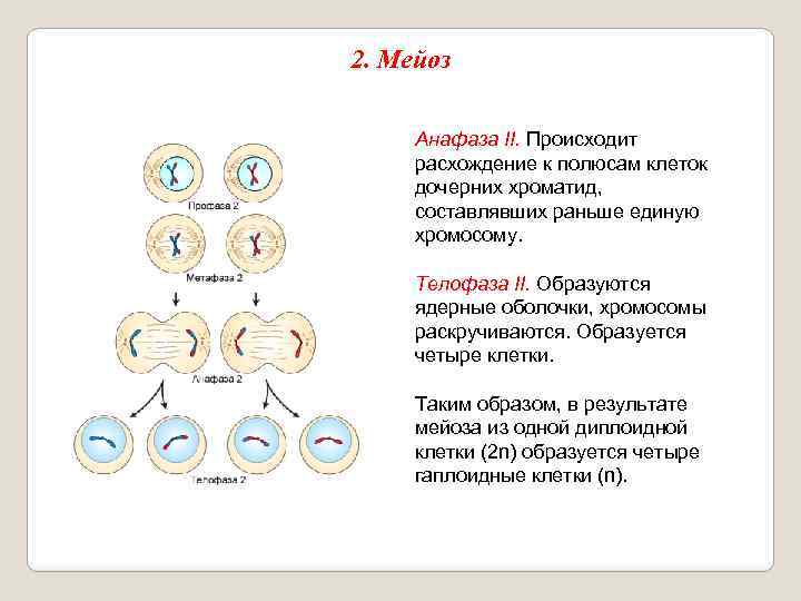 2. Мейоз Анафаза II. Происходит расхождение к полюсам клеток дочерних хроматид, составлявших раньше единую