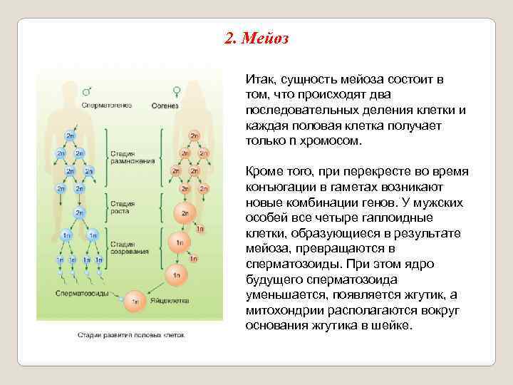 2. Мейоз Итак, сущность мейоза состоит в том, что происходят два последовательных деления клетки