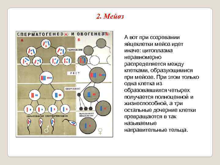 2. Мейоз А вот при созревании яйцеклетки мейоз идет иначе: цитоплазма неравномерно распределяется между