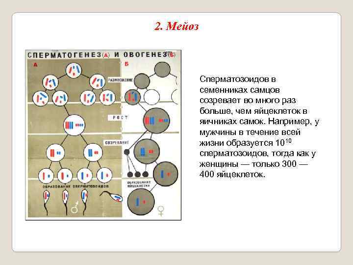 2. Мейоз Сперматозоидов в семенниках самцов созревает во много раз больше, чем яйцеклеток в