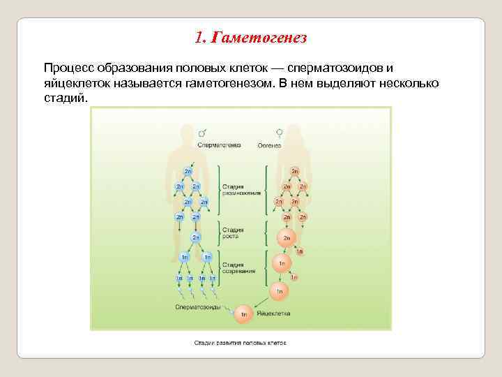 1. Гаметогенез Процесс образования половых клеток — сперматозоидов и яйцеклеток называется гаметогенезом. В нем