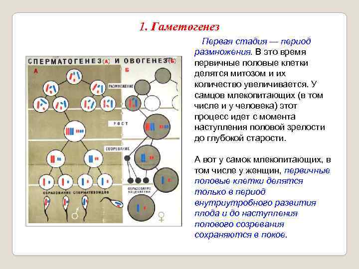 1. Гаметогенез Первая стадия — период размножения. В это время первичные половые клетки делятся