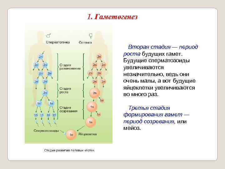 1. Гаметогенез Вторая стадия — период роста будущих гамет. Будущие сперматозоиды увеличиваются незначительно, ведь