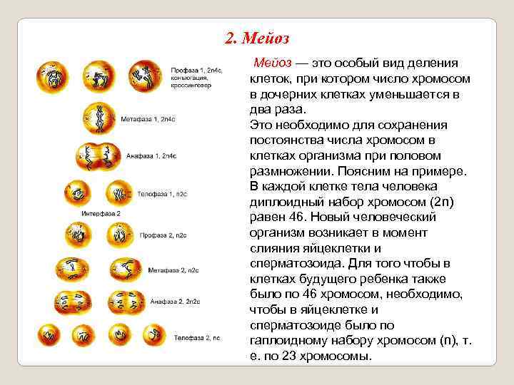 2. Мейоз — это особый вид деления клеток, при котором число хромосом в дочерних