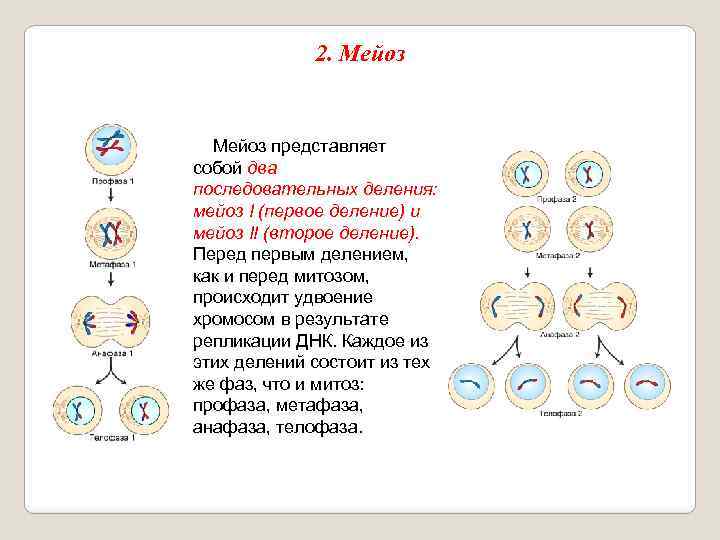 2. Мейоз представляет собой два последовательных деления: мейоз I (первое деление) и мейоз II