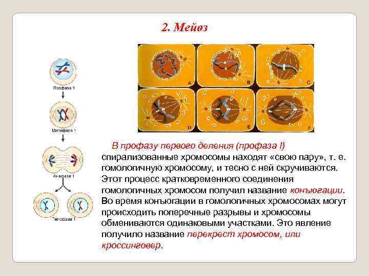 2. Мейоз В профазу первого деления (профаза I) спирализованные хромосомы находят «свою пару» ,