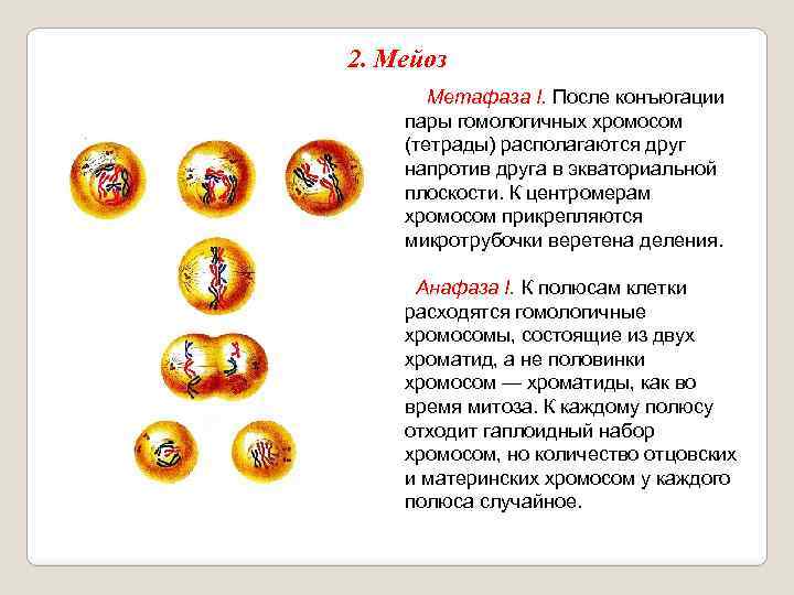 2. Мейоз Метафаза I. После конъюгации пары гомологичных хромосом (тетрады) располагаются друг напротив друга