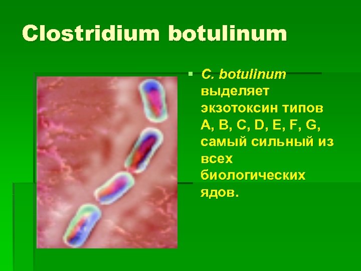 Clostridium botulinum § С. botulinum выделяет экзотоксин типов А, В, С, D, Е, F,