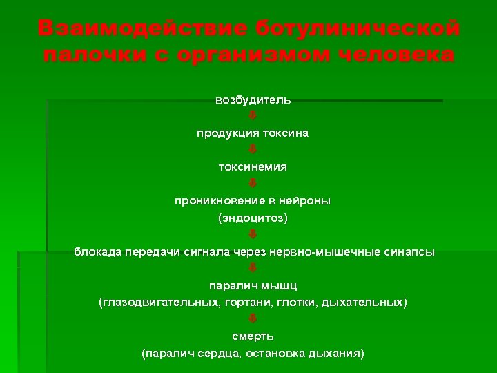 Взаимодействие ботулинической палочки с организмом человека возбудитель продукция токсина токсинемия проникновение в нейроны (эндоцитоз)