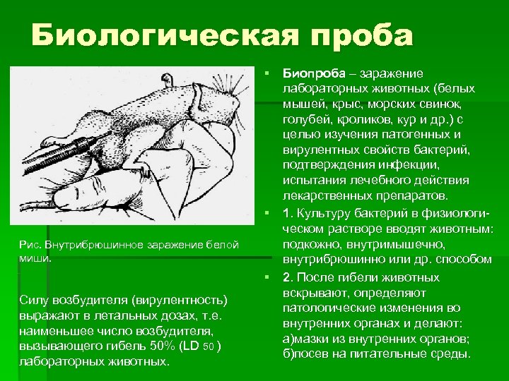 Биологическая проба Рис. Внутрибрюшинное заражение белой миши. Силу возбудителя (вирулентность) выражают в летальных дозах,