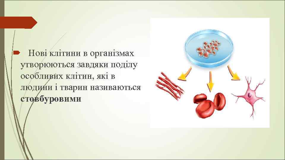  Нові клітини в організмах утворюються завдяки поділу особливих клітин, які в людини і