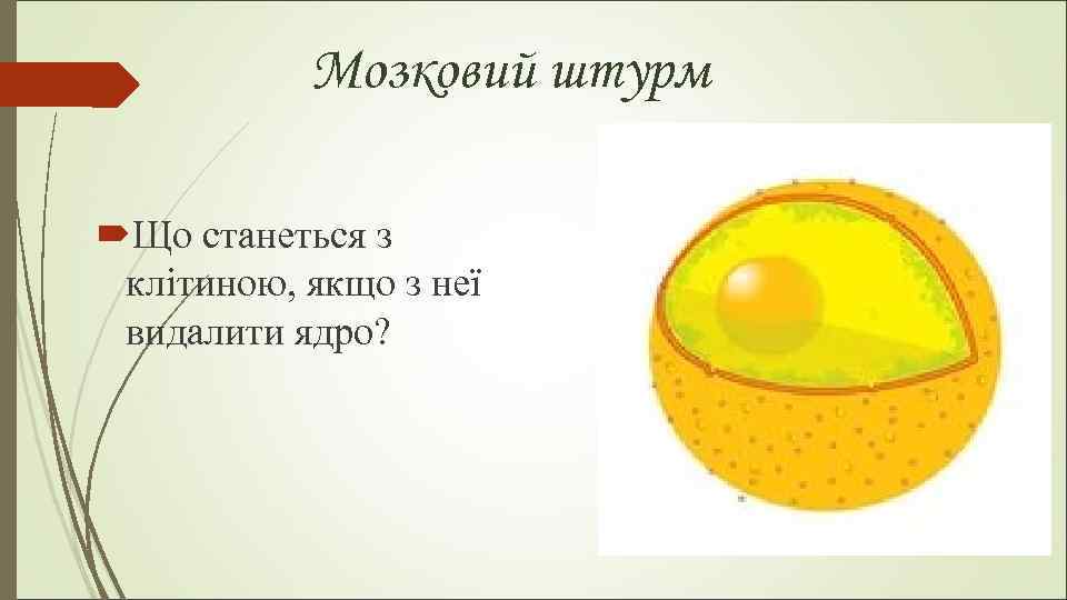 Мозковий штурм Що станеться з клітиною, якщо з неї видалити ядро? 