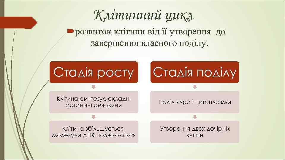 Клітинний цикл розвиток клітини від її утворення до завершення власного поділу. Стадія росту Стадія