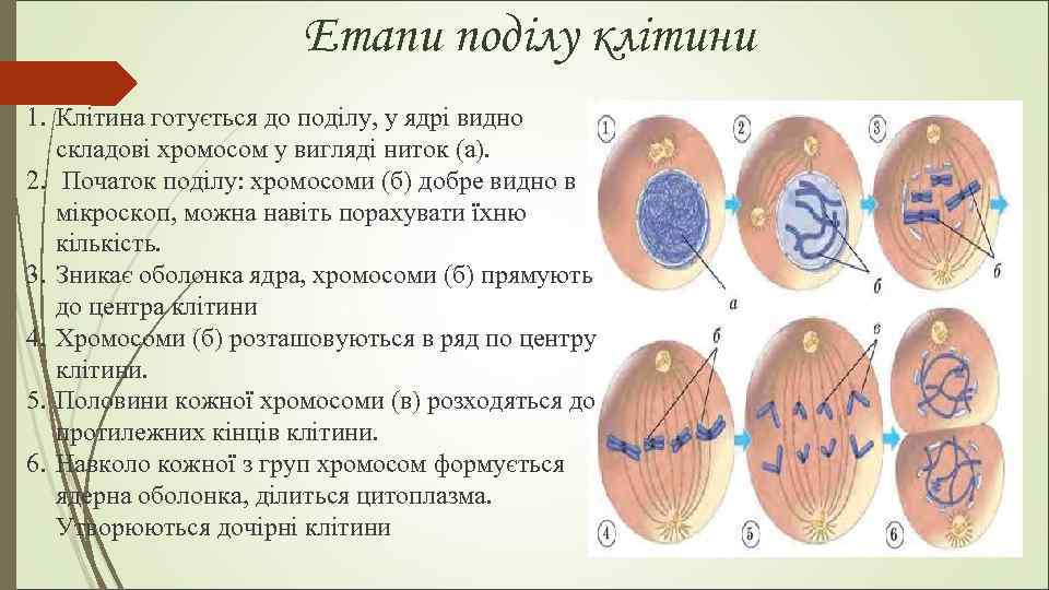 Етапи поділу клітини 1. Клітина готується до поділу, у ядрі видно складові хромосом у