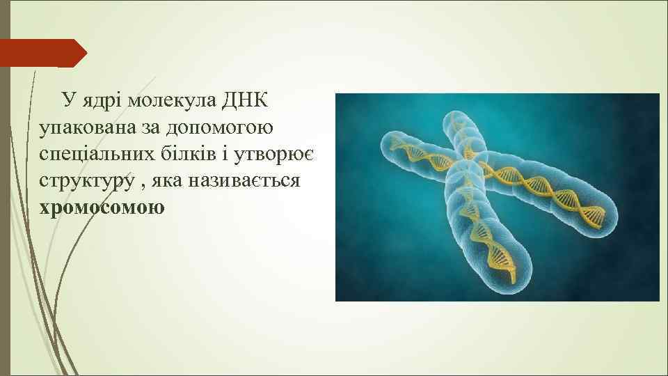 У ядрі молекула ДНК упакована за допомогою спеціальних білків і утворює структуру , яка