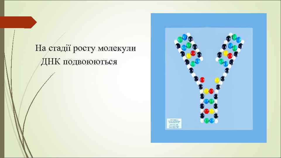 На стадії росту молекули ДНК подвоюються 