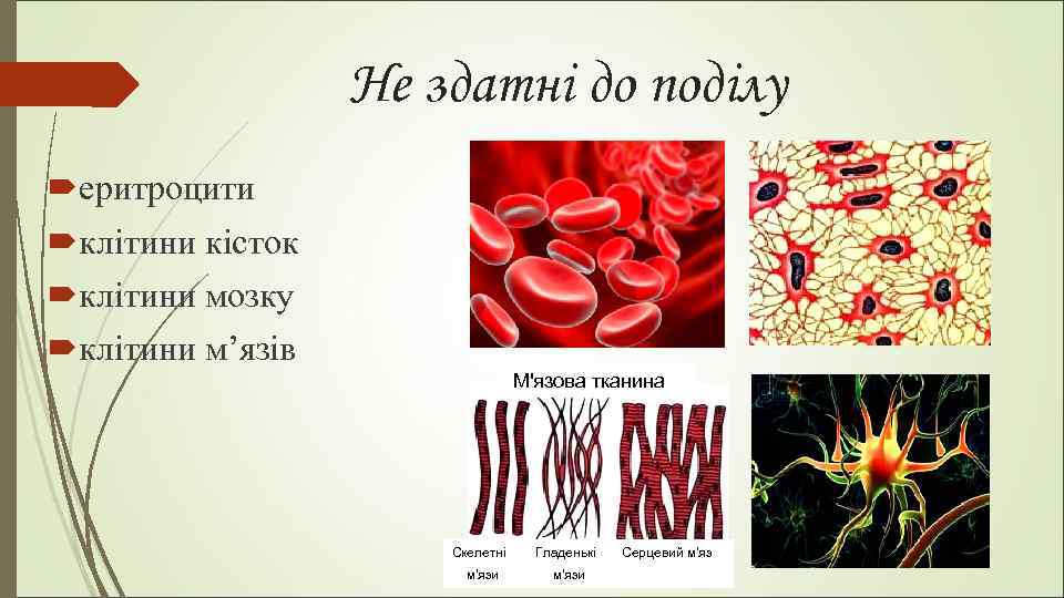 Не здатні до поділу еритроцити клітини кісток клітини мозку клітини м’язів М'язова тканина Скелетні