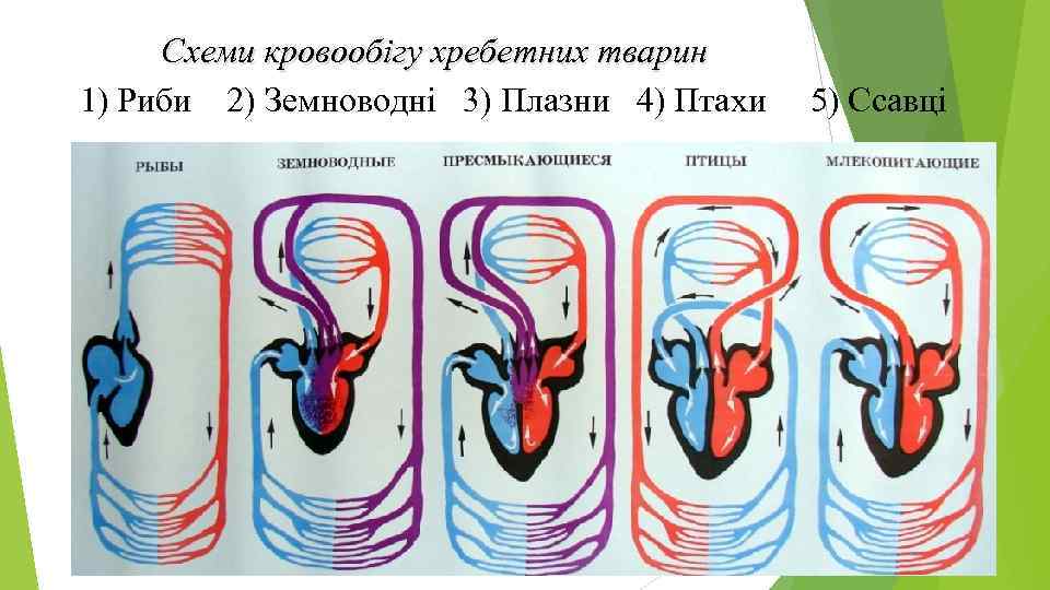 Схеми кровообігу хребетних тварин 1) Риби 2) Земноводні 3) Плазни 4) Птахи 5) Ссавці