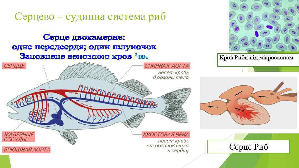 Серцево – судинна система риб Кров Риби під мікроскопом Серце Риб 