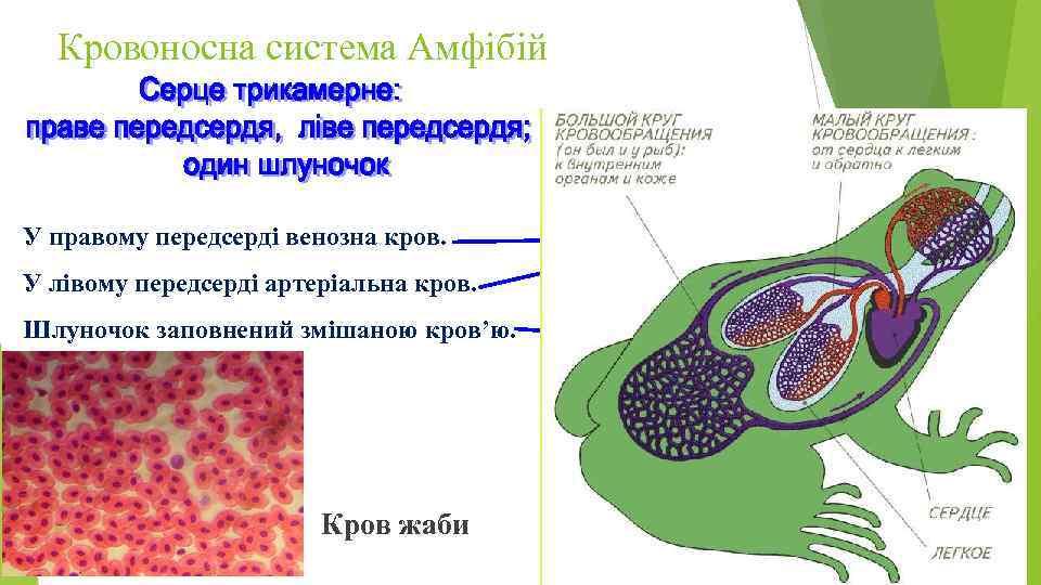 Кровоносна система Амфібій У правому передсерді венозна кров. У лівому передсерді артеріальна кров. Шлуночок